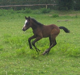 Kilkenny im Galopp